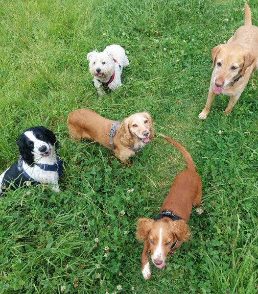 GUN DOG SKILLS FOR PET DOGS FOUNDATIONS **NEW**